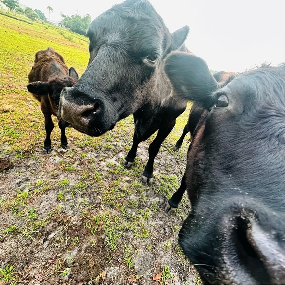 Meet your Posher, Julia - Picture 6 of 9